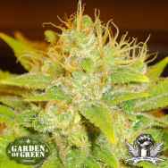 Garden of Green Seeds Diesel AUTO